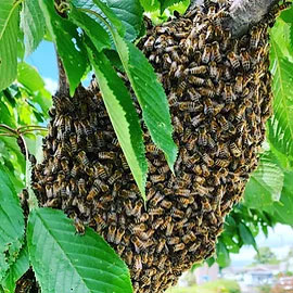 Swam of bees in a tree Swam of bees in a tree